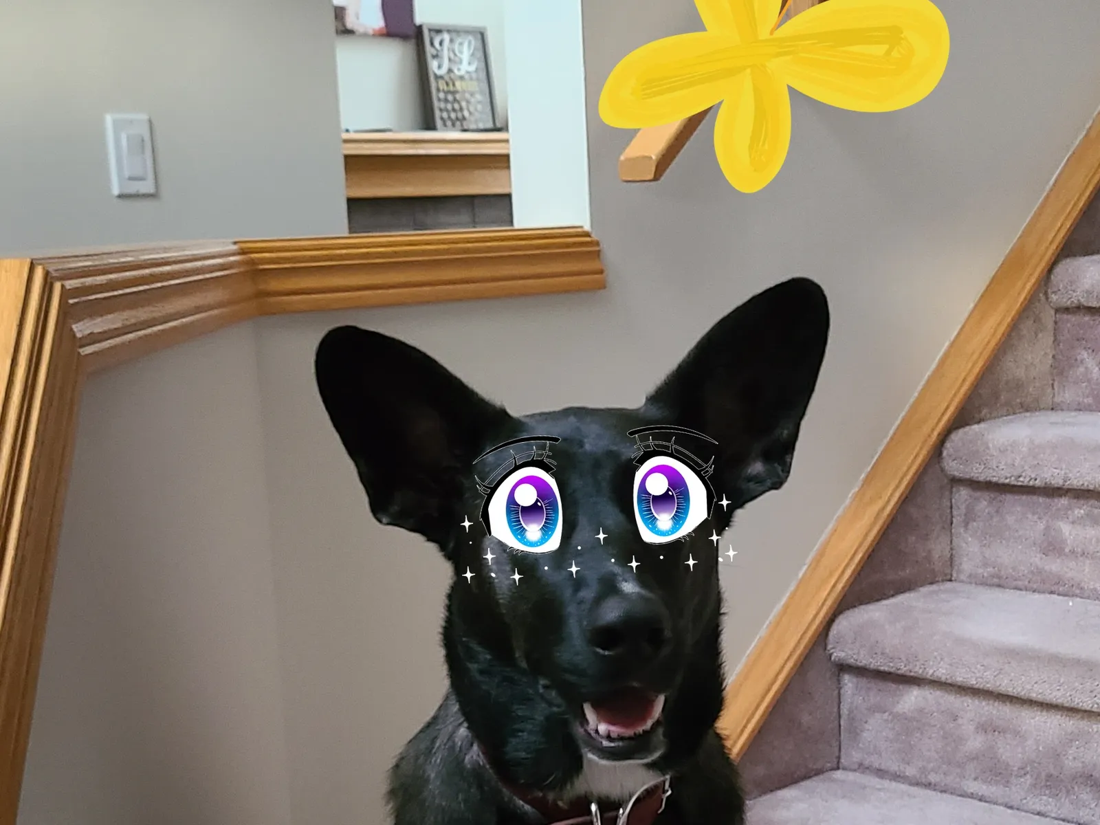 Essential Malinois Gear: What You Need and What's Marketing